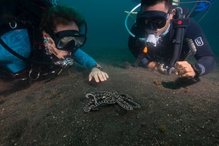 Dr. Alex Schnell observes a Mimic octopus (Thaumoctopus mimicus) while on a dive with wildlife photographer and local dive guide, Benhur Sarinda. (National Geographic for Disney/Craig Parry)