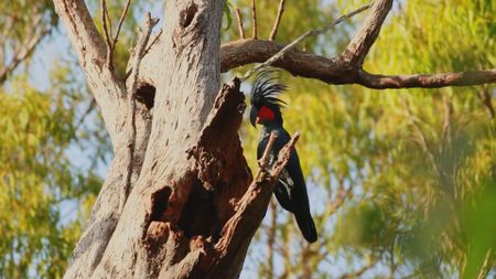 Palm Cockatoo drumming. (Dr Christina Zdenek)