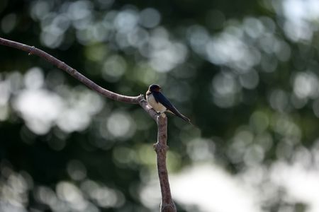 A perched barn swallow looks over its shoulder. (National Geographic for Disney/Imogen Prince)