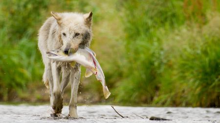 A grey wolf carrying a large salmon. (credit: National Geographic/John Shier)