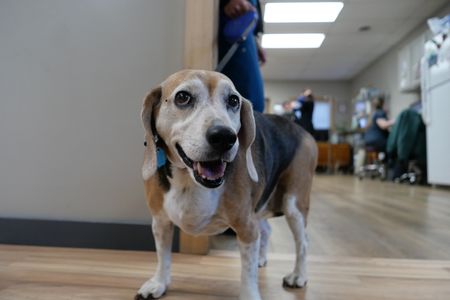 Lilly, a ten-year-old beagle, waits patiently before undergoing surgery to remove a growth on her hind leg. (National Geographic)