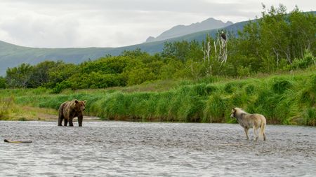 A grey wolf and a brown bear looking at each other while a bald eagle sits above. (credit: National Geographic/John Shier)