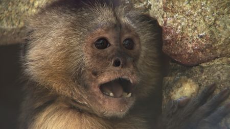 A close up of a capuchin looking to be in a state of surprise in Brazil. (BBC Motion Gallery - BBC Natural History/BBC Motion Gallery)