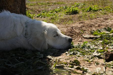 Clovis, the Pol family's new dog, takes a nap at the farm. (National Geographic)