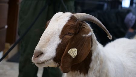 Jane the goat is in the clinic for a checkup. (National Geographic)