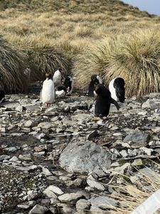 A group of male Macaroni penguins on nests and building nests.  (credit: National Geographic/Marina Hui)