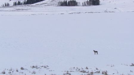 Wolf 755 howls alone in Yellowstone National Park after his mate and pack are nowhere to be found. (Landis Wildlife Films/Bob Landis)