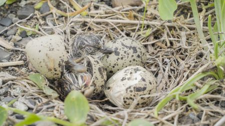 A semipalmated plover chick hatching. (credit: National Geographic/Dawson Dunning)