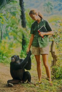 Gombe, Tanzania - Jane formed a close bond with young Fifi. As the film "Jane" depicts, Jane and the other Gombe researchers later discontinued feeding and touching the wild chimps. The feature documentary JANE will be released in select theaters October 2017. (National Geographic Creative/ Hugo van Lawick)