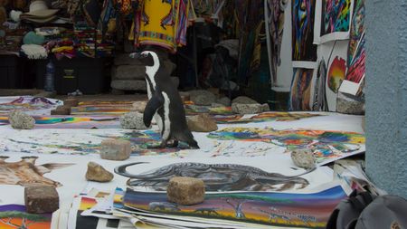 An African Penguin walking over a market stall in Simons Town.   (National Geographic)