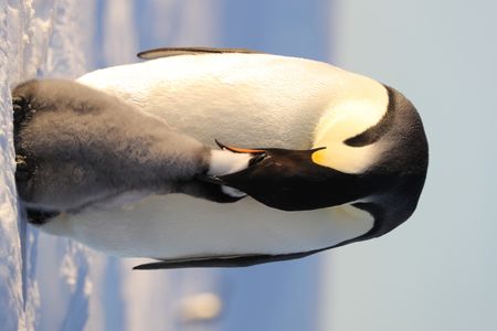 Emperor penguin feeding an older chick.  (credit: National Geographic/Alex Ponniah)