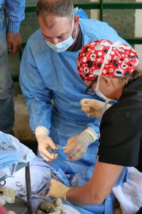 Drs. Ben and Erin Schroeder work together to suture a hernia closed on Dale Owens' steer. (National Geographic)