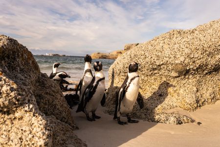 African Penguins walking between rocks on sandy beach.  (credit: National Geographic/Andres Cardona Cruz)