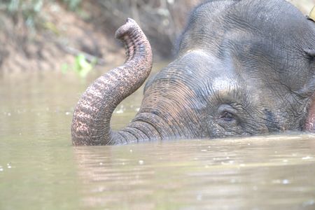 The pygmy elephants are in no shortage of water as they live by the Kinabatangan River, and are well versed swimmers. (National Geographic for Disney/Cede Prudente)