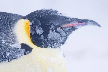 An Emperor penguin in a snowstorm.  (credit: National Geographic/Bertie Gregory)