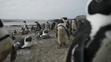 African Penguins on Halifax Island.   (National Geographic)