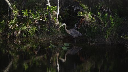 A great blue heron hunts in the big cypress forest of the Everglades.(credit: National Geographic/Mark Emery)