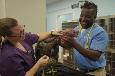 Dr. Hodges examines Tom, the turkey, who is presenting with a swollen crop. (National Geographic for Disney/Felix Rojas)