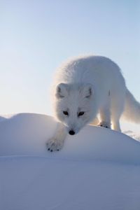 An Arctic fox in its winter coat. (National Geographic for Disney/Dani Godwin)