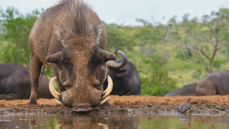 A common warthog drinks from a watering hole in South Africa. (Getty Images)