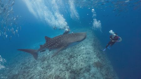 A large whale shark swims with scuba divers. (National Geographic)