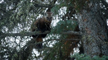 Denise Becker spots a marten in the trees while she checks her rabbit snares. (BBC Studios/Ben Mullin)