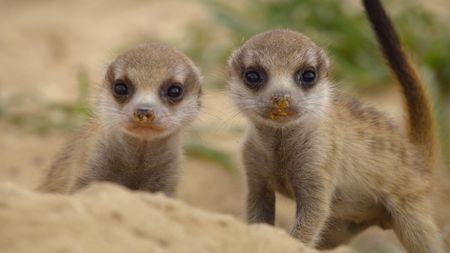 Three-week old meerkat pups emerging from their burrow for the first time. (National Geographic/Adam Clarke)