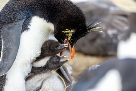 Two hungry Southern rockhopper penguin chicks get a meal. (National Geographic for Disney/Robin Hoskyns)