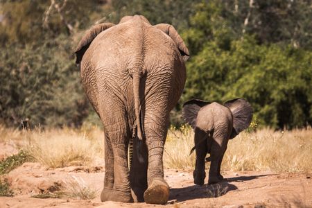 An elephant calf and her mother seen walking together, forming a close bond. (National Geographic for Disney/Robbie Labanowski)