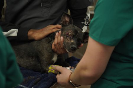 Lenny, the dog, was hit by a car and needs his eye taken out. (National Geographic for Disney/Sean Grevencamp)