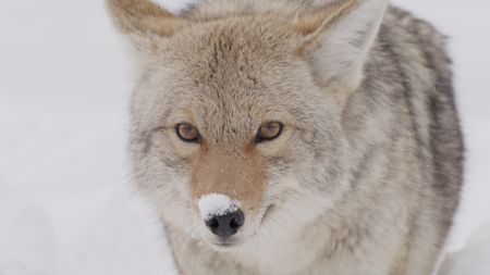 A Coyote with some snow on its nose. (National Geographic)