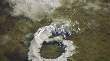 Bottlenose dolphins use mud-ringing to send the mullet flying into the air, improving the chances of a successful catch.  (credit: National Geographic/Mat Goodman)