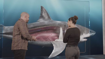 Dr. Nick L Payne and Dr. Diva Amon discussing the anatomy of Great White sharks while looking at a GFX diagram of a Great White shark's stomach. (National Geographic)