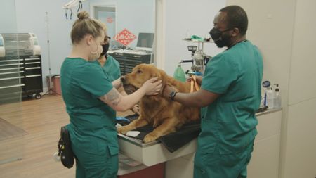 The team comforts Thunder, the dog, as they prep for surgery. (National Geographic for Disney)