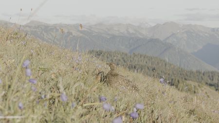 A Sooty grouse searches for food on Hurricane Ridge, Olympic National Park, Washington. (credit: National Geographic/Alex Cooke)