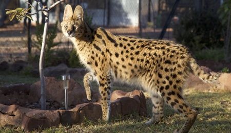 A serval walking. (Big Wave Productions)