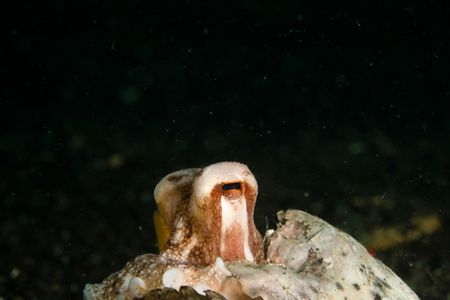 A Coconut octopus (Amphioctopus marginatus).(National Geographic for Disney/Craig Parry)