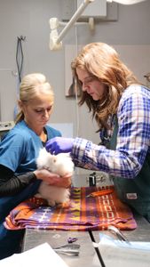 Val Sovereign holds Snowball the bunny after Dr. Erin Schroeder removed a pin from his cheek. (National Geographic)