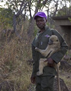 Dingani Nkomo holding a baboon.(Big Wave Productions)