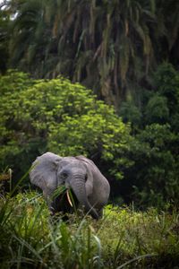Forest elephants live in the thick, dense rainforests of West and Central Africa, making them difficult to study and calculate exact population numbers.  (National Geographic for Disney/Fleur Bone)