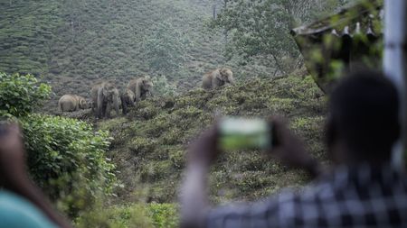 Villagers live side-by-side with the elephants in India. (National Geographic for Disney/Kalyan Varma)
