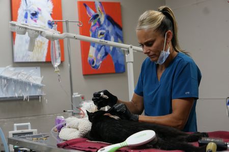 Vet Tech Val Sovereign carefully cleans Roger the cat's ears. (National Geographic)