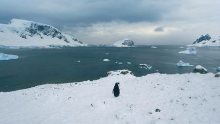 Lone Gentoo penguin on iceberg in vast Antarctic landscape. (Getty Images)