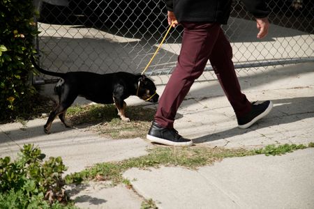 Cesar walks Betty on a leash. (National Geographic)