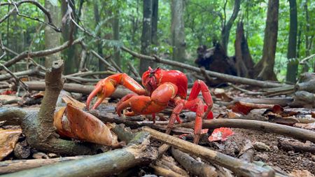 A Christmas Island red crab takes aim at its next meal. (National Geographic for Disney/Lara Van Raay)