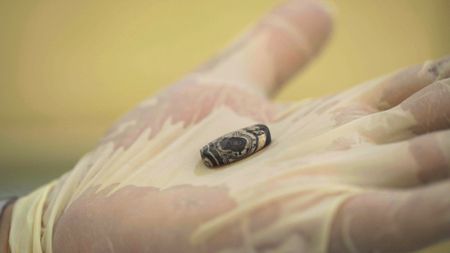 Dr. Taher Gonmin examines an ancient Aminite stamp seal at the Archaeological Museum of Jordan. (Windfall Films/Alex Collinge)