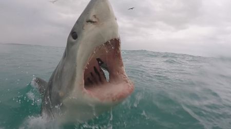 Great White shark breaches showing her throat and gills. (National Geographic)