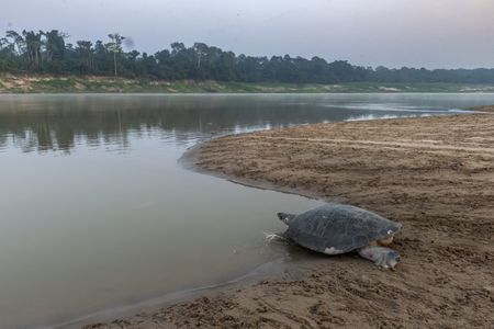 A giant South American river turtle walks into the Juruá River, a tributary of the Amazon, after laying eggs. (credit: National Geographic/André Dib)