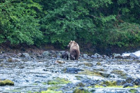 A brown bear mom and spring cub head off after a successful day fishing. (National Geographic for Disney/Rory Dormer)