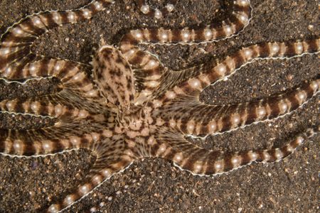 A Mimic octopus (Thaumoctopus mimicus), with striped skin patterning, stretches out all eight arms across black volcanic sand.  (National Geographic for Disney/Craig Parry)